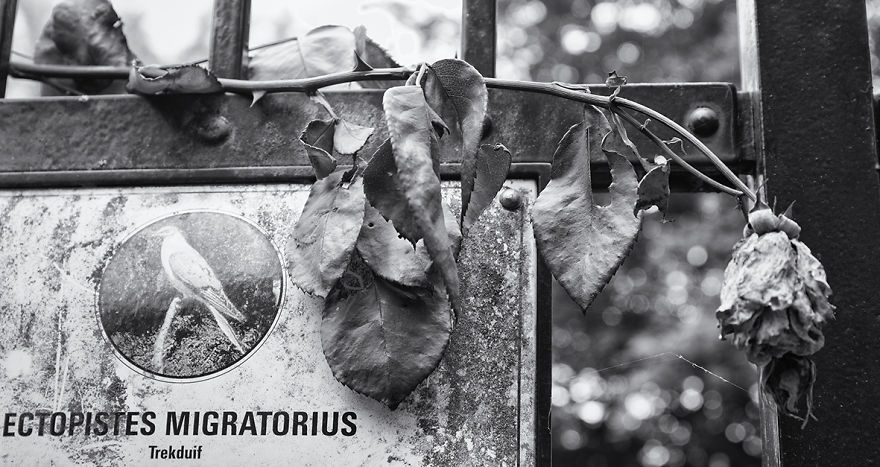 Save Our Animals