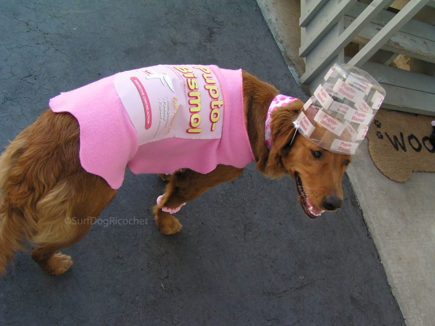24 Funny Howloween Costumes I Made For My Dogs