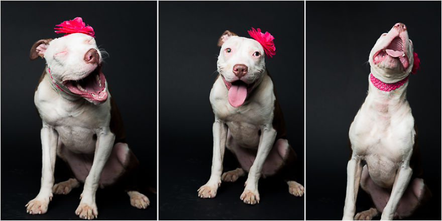 I Photographed The Dogs That Didn't Make It Out Of The Shelter.