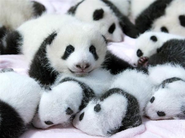 Baby Pandas 