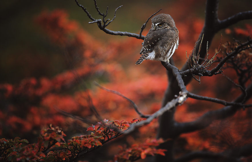Autumn Owl