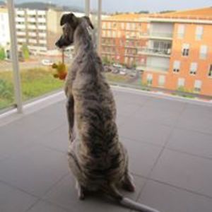 adrianacabete avatar