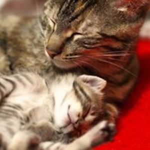 kein-engel_2007 avatar