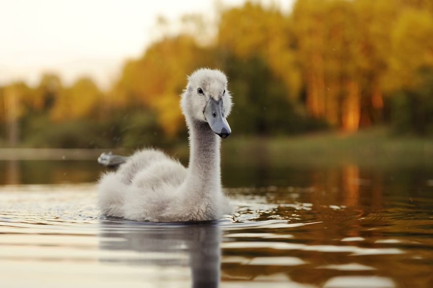 The True Story Of An Ugly Duckling Who Was Abandoned By Its Parents And Adopted By Ducks