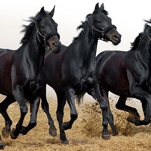 Loveleigh Horses