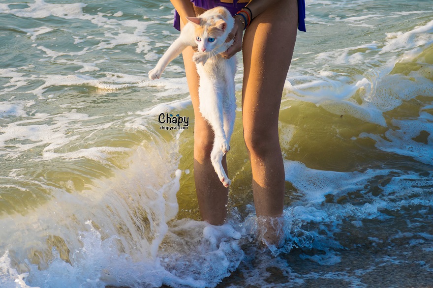 Blue Eyed Cat Strolls Along A Greek Beach