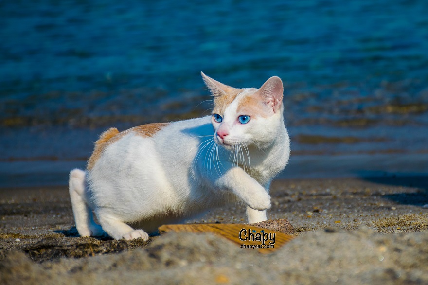Blue Eyed Cat Strolls Along A Greek Beach