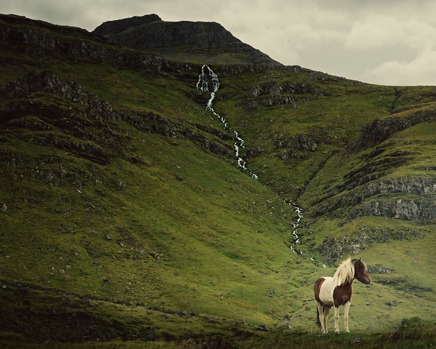 I Captured Icelandic Horses That Live In A World Of Green