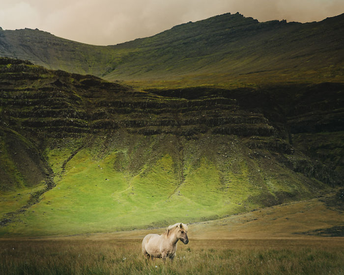 I Captured Icelandic Horses That Live In A World Of Green