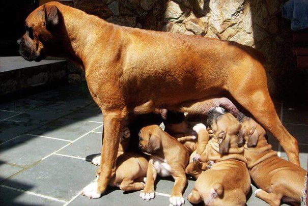 Boxer's Mother