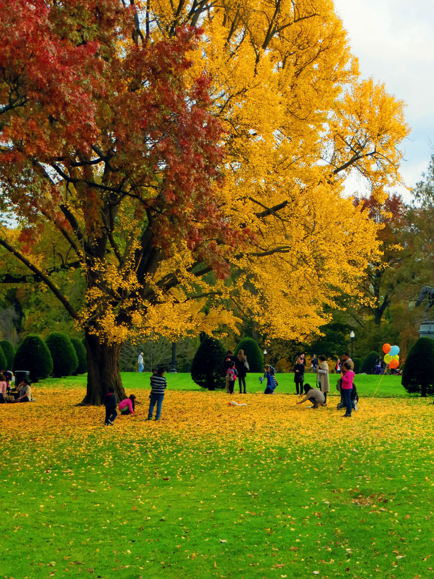 10 Amazing Fall Foliage Photos From Boston