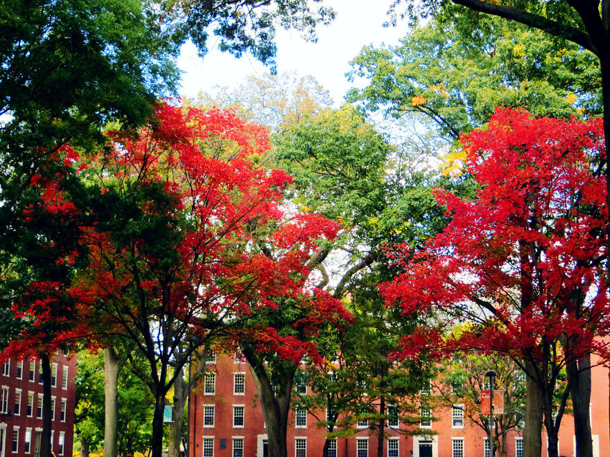 10 Amazing Fall Foliage Photos From Boston