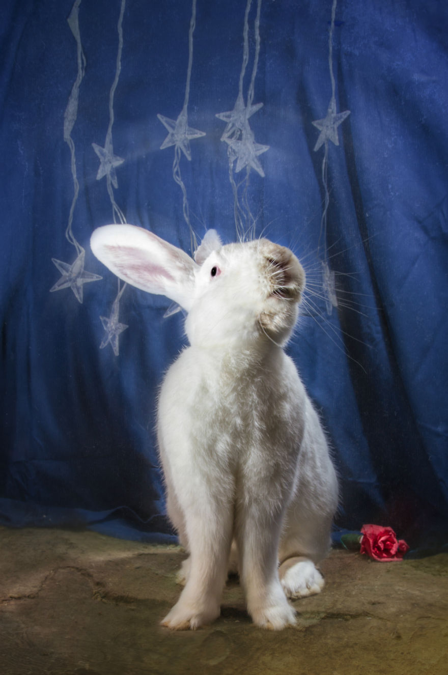 I Photographed Ex-Lab Animals As Characters From The Little Prince To Help Them Find Homes