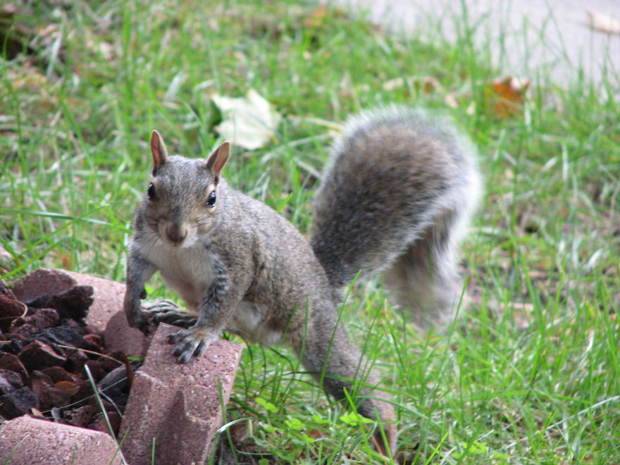 Tiny Squirrel Posing