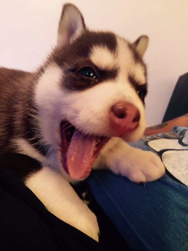Yawning Baby Husky