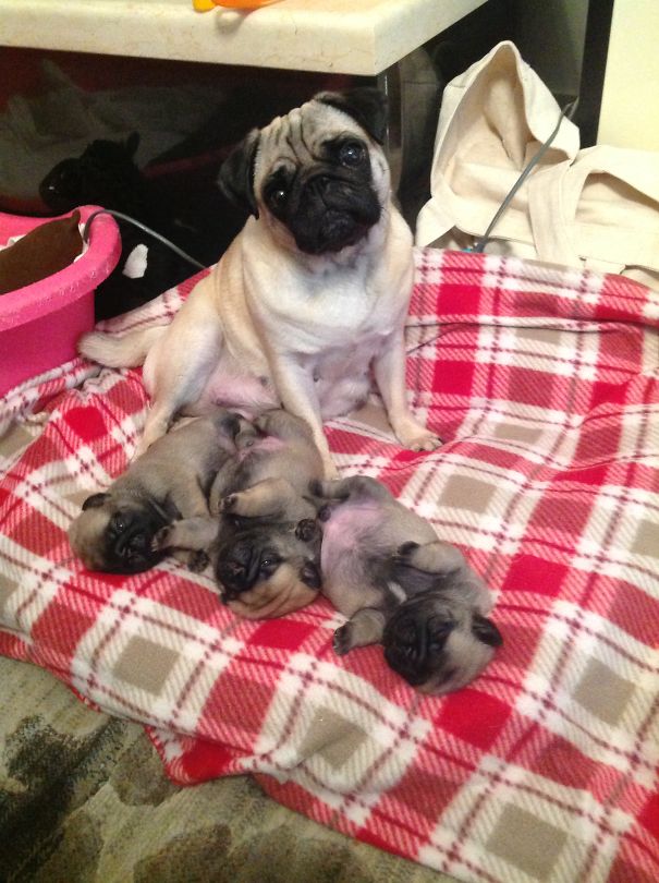 Maggie And Her Pups!