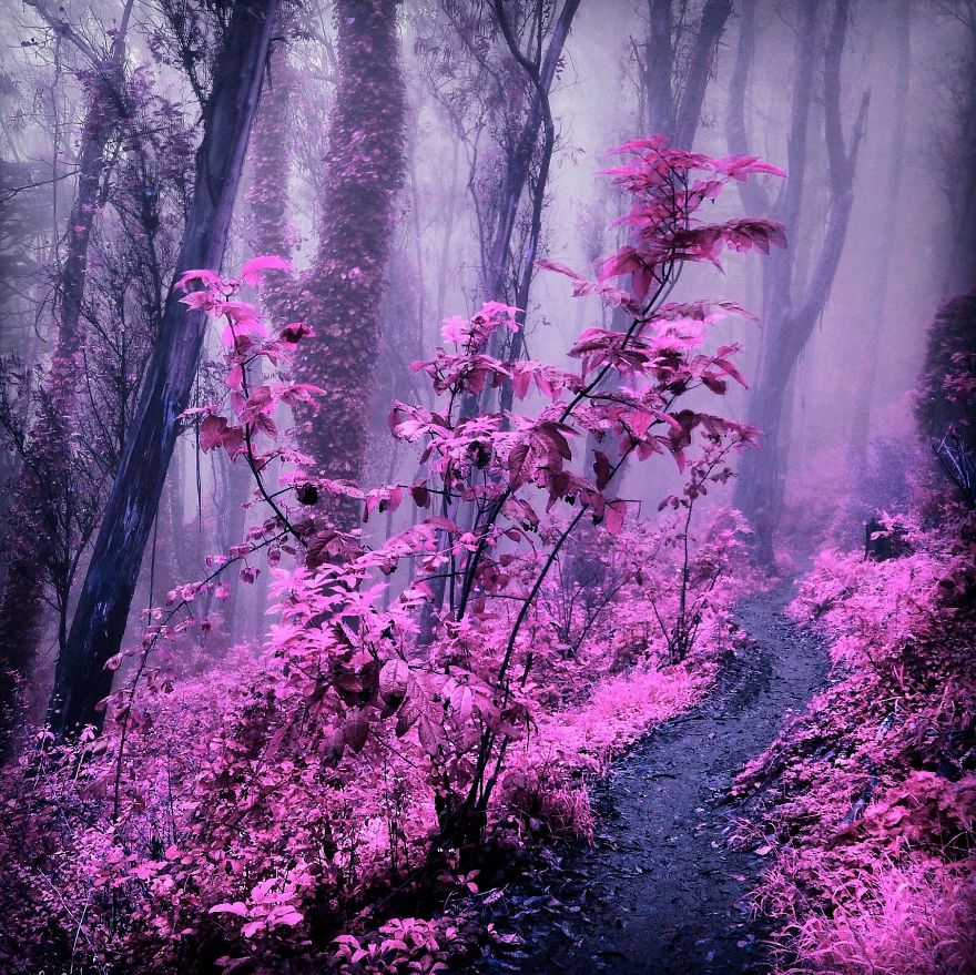 I Create A Surreal World Where Everything Is Pink
