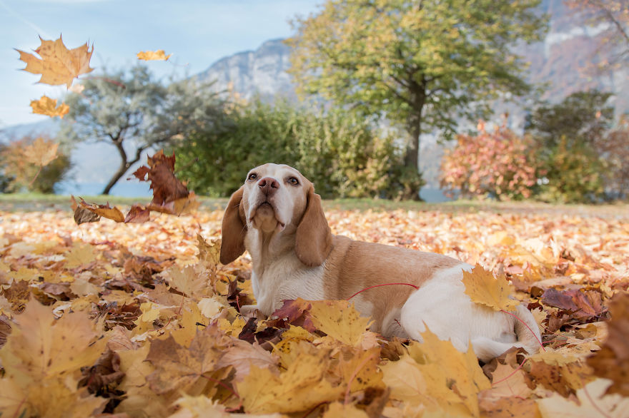 I Photographed My Beagle Playing With Autumn Leaves