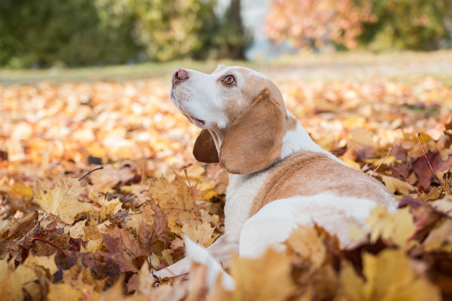 I Photographed My Beagle Playing With Autumn Leaves