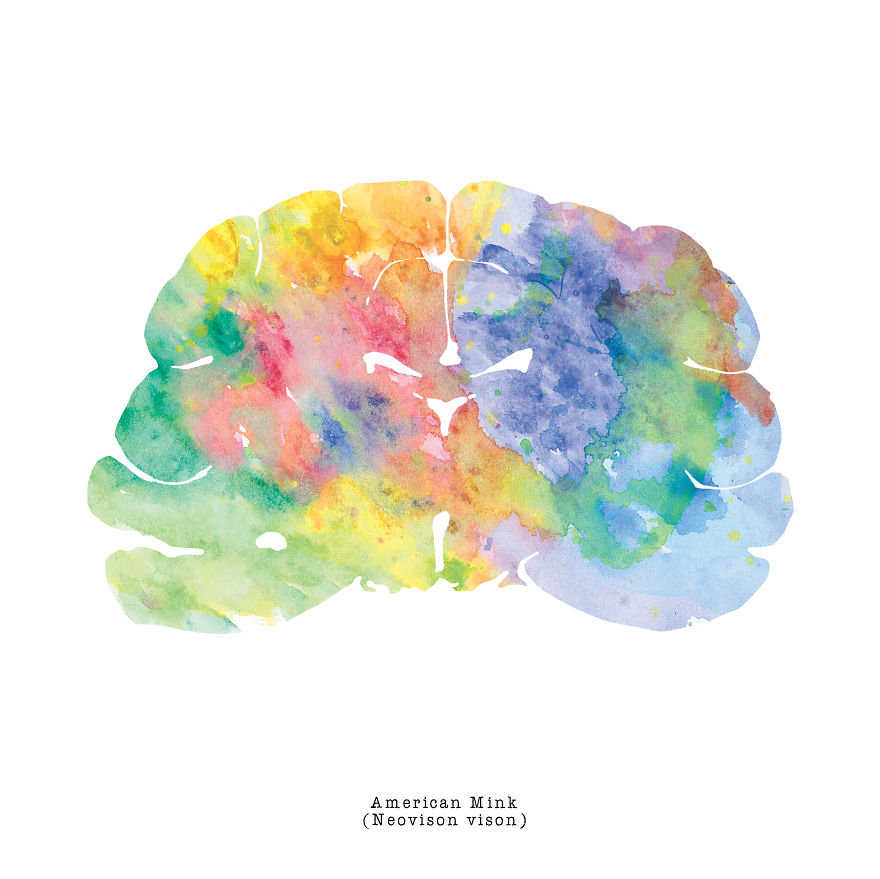 I Watercolor Brain Scans Of Animals (Part 2)