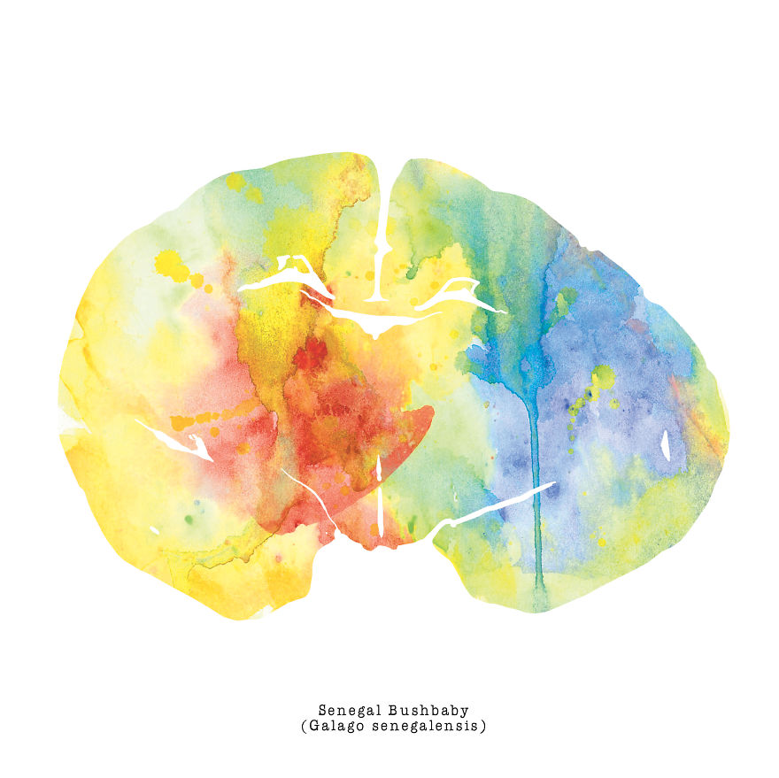 I Watercolor Brain Scans Of Animals (Part 2)