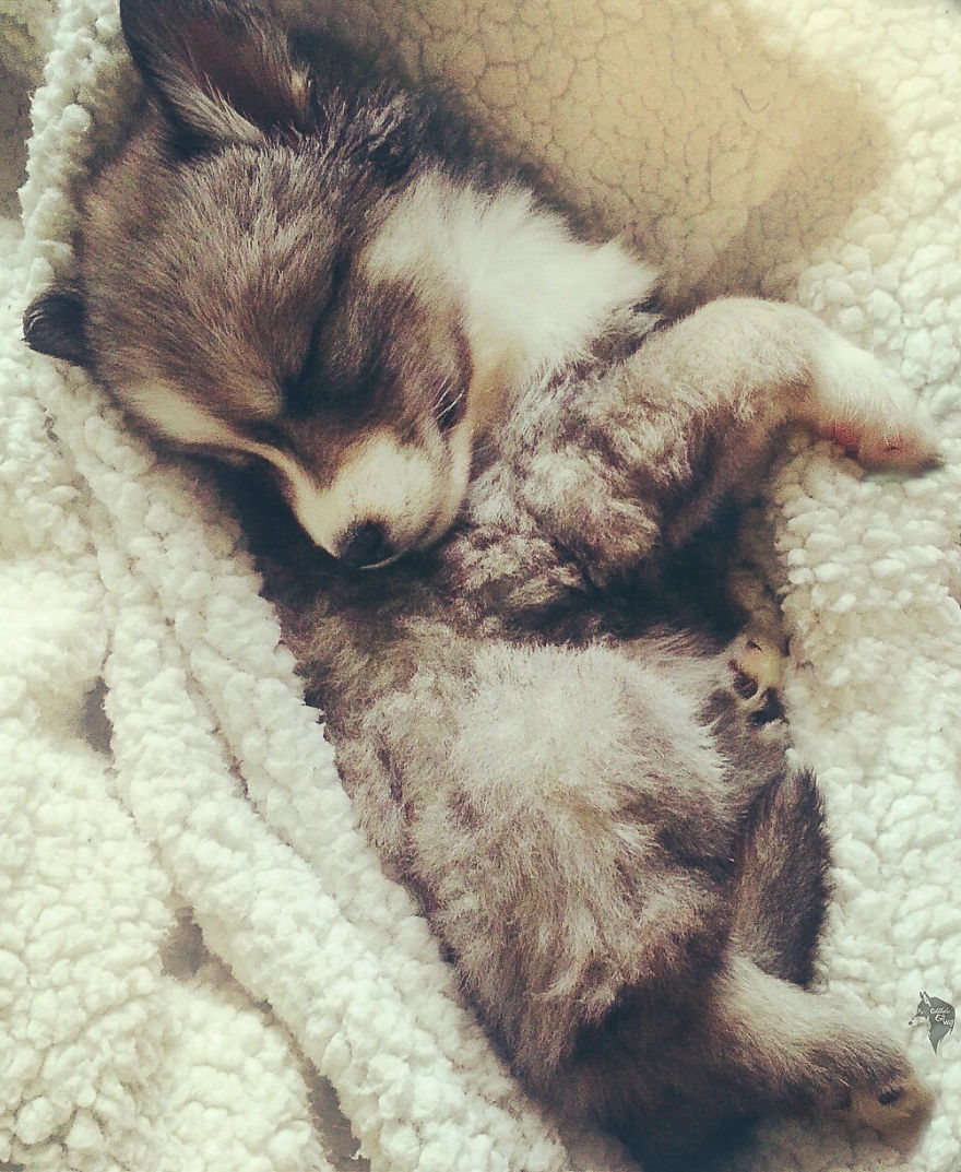 Cuddly Husky Puppy
