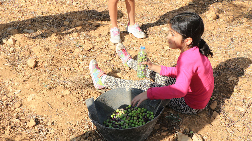 Olive Harvest In Palestine