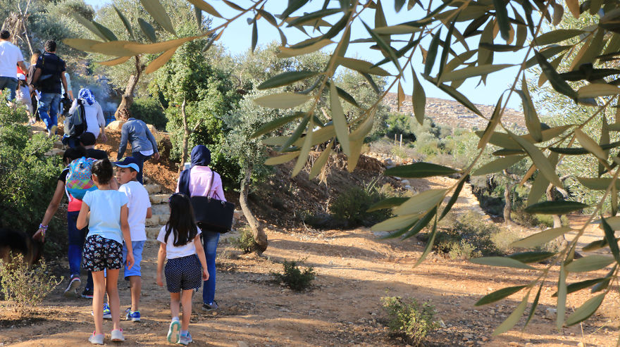 Olive Harvest In Palestine
