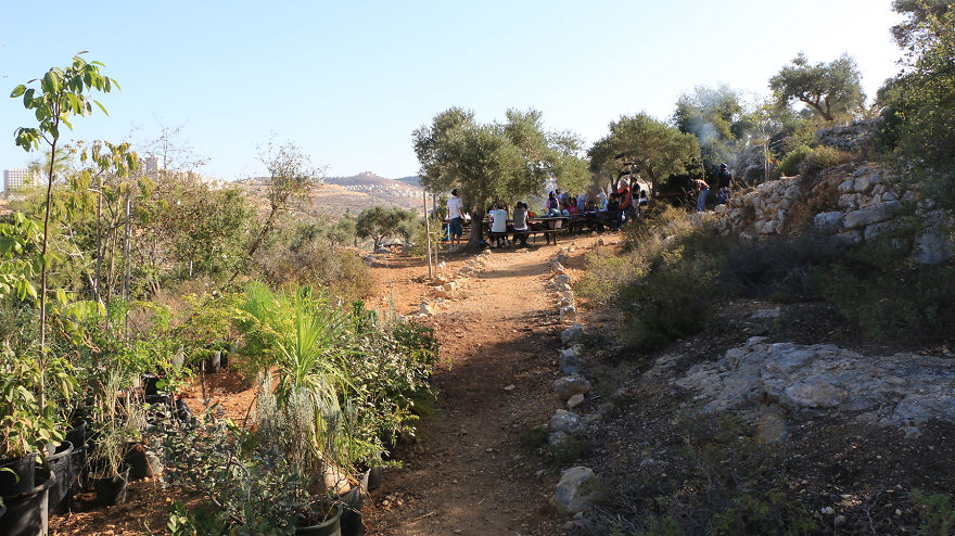 Olive Harvest In Palestine