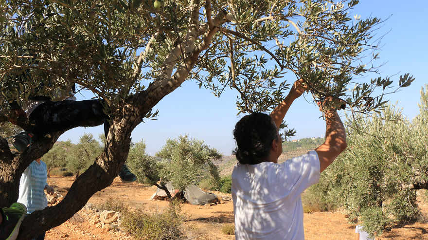 Olive Harvest In Palestine