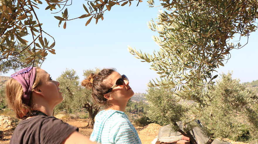 Olive Harvest In Palestine