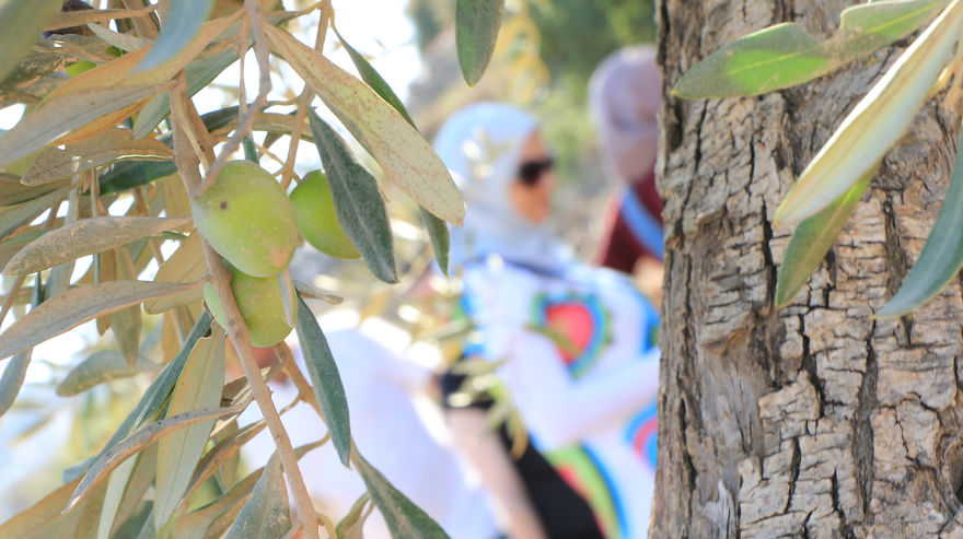 Olive Harvest In Palestine