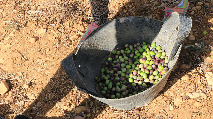 Olive Harvest In Palestine