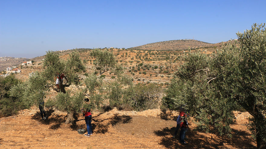 Olive Harvest In Palestine