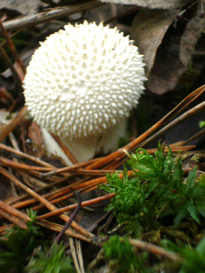 Autumn Mushrooms