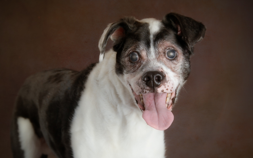 I Photograph Senior Shelter Dogs Who Finally Found Forever Homes