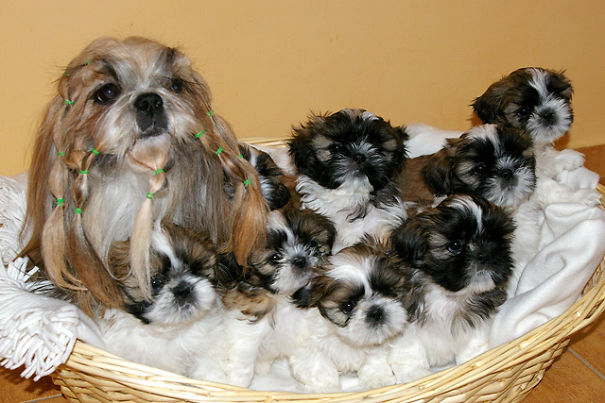 Our Shih-tzus