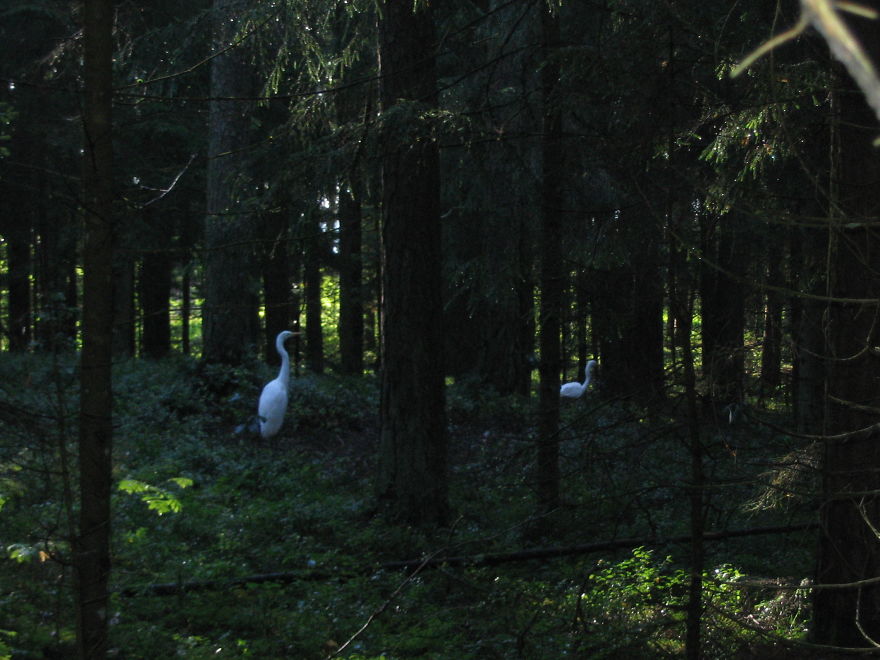 Silver Herons
