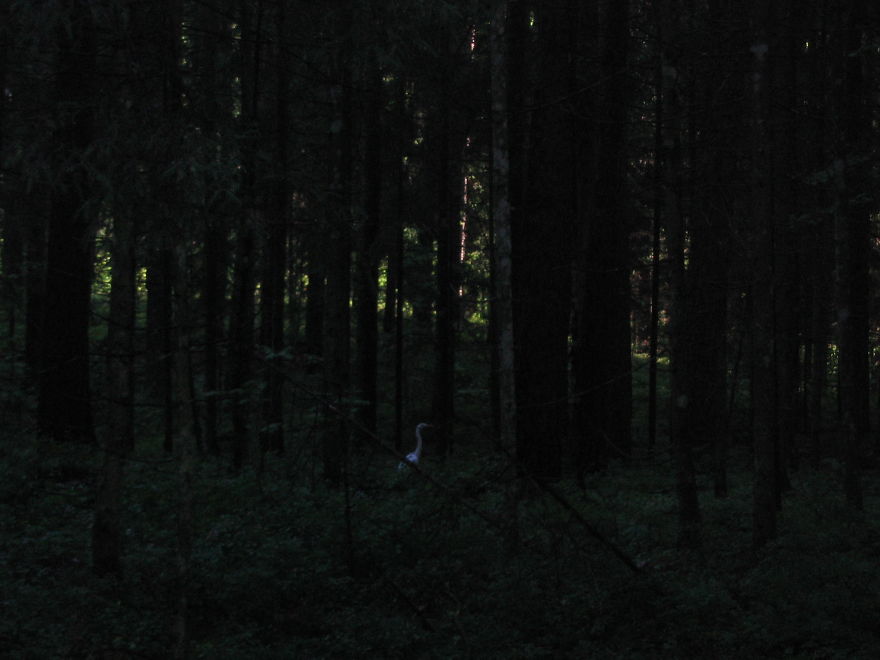 Silver Herons