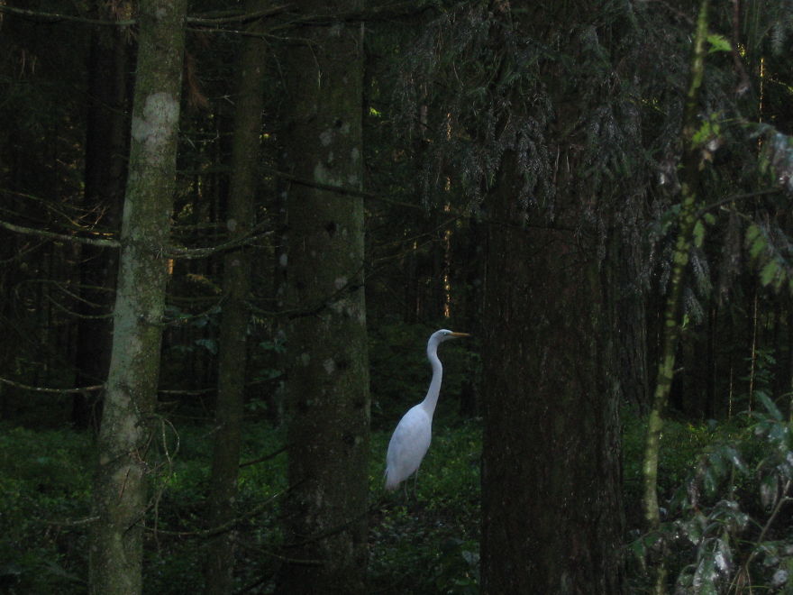 Silver Herons
