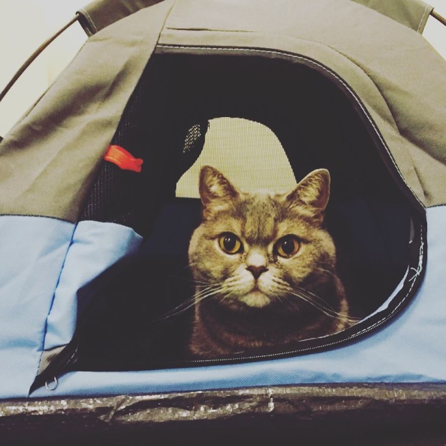 Tiny Tents For Cats!