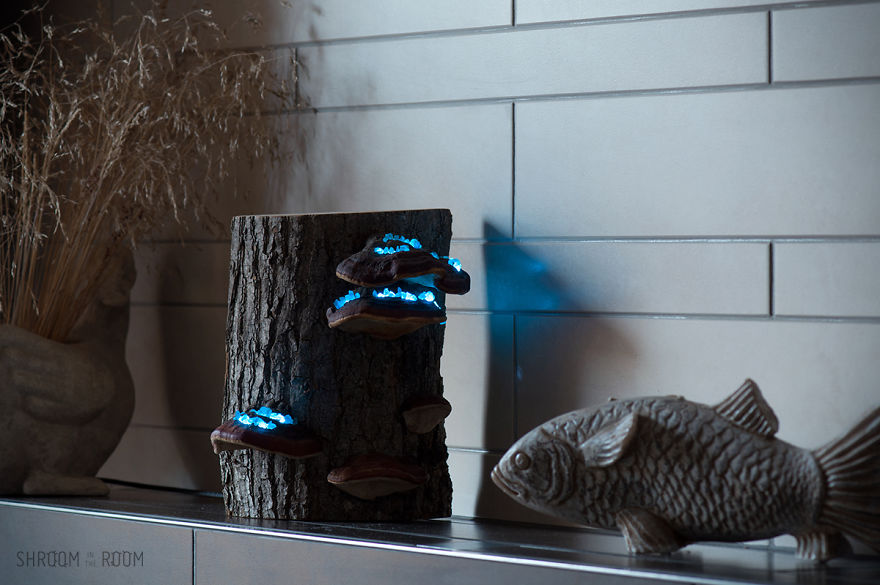 We Create Night Lamps Out Of Hand-Picked Crystals, Fallen Timber And Tree Mushrooms