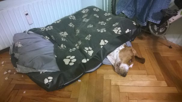 Buy Me A New Dog Bed, I Don't Like This One On The Inside...