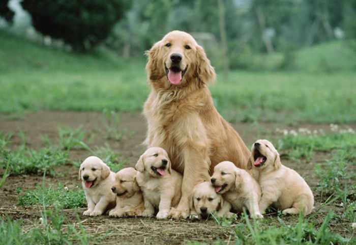 Seis Dulces Cachorros Sentados Junto A Su Madre