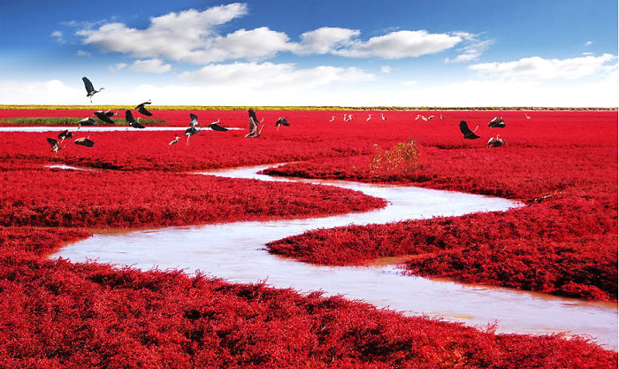 Vibrant red coastal landscape in China with a winding river and birds flying under a bright blue sky.