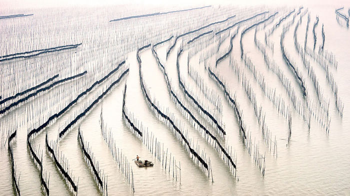 Aerial view of a fisherman navigating through rows of poles in water, showcasing a unique landscape in China.