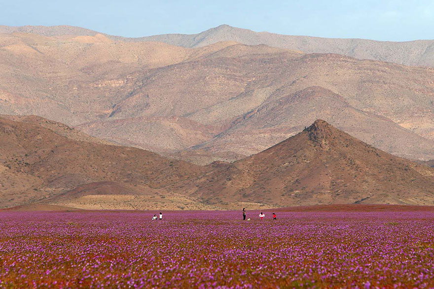 This Is What Happens When Rain Falls On The Earth's Driest Desert