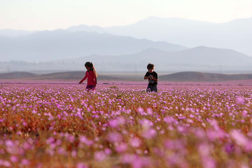 atacama-flowers-bloom-worlds-driest-desert-5