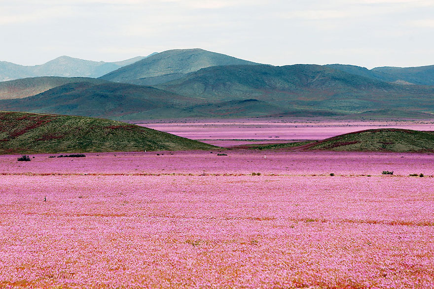 This Is What Happens When Rain Falls On The Earth's Driest Desert