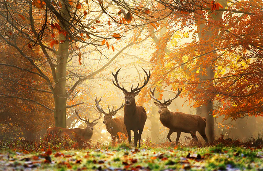 Autumn Animals